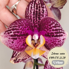 Орхидея Phal. 1 ветка 12 горшок 55 см