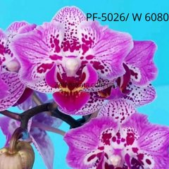 Орхидея бабочка Малиновый жемчуг  Phalaenopsis Crimson pearls  PF-5026 W 6080 размер 1.7