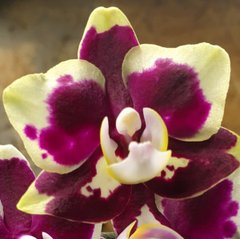 Орхидея Phalaenopsis NO NAME Lee 1123 размер 1.7, 1.7