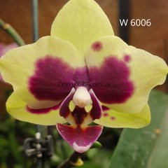Орхидея Сладкое яблоко Phalaenopsis Sweet apple W 6006 горшок 1.7