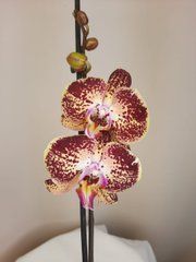 Орхидея Phal. 1 ветка 12 горшок 55 см