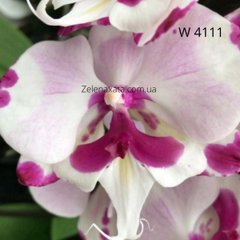 Орхідея біг лип Блискавка Phalaenopsis Big lip Splash W 4111 розмір 1.7