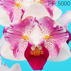 Орхідея метелик Японська троянда розмір 1.7