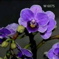 Орхідея Віолет Квін Phalaenopsis Violet queen W 6075 розмір 1.7