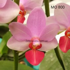 Орхидея Милый Ангел  Phalaenopsis Liu's Cute Angel "TD Cherry Milk" W 2768 MO 800  размер 1.7