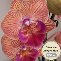 Орхидея Phal. 1 ветка 12 горшок 55 см