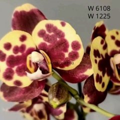 Орхидея Божья коровка Phalaenopsis Lady-bird W 6108 размер 1.7
