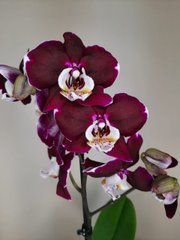 Орхидея Phal. 1 ветка 12 горшок 55 см
