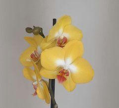 Орхидея Phal. 1 ветка 12 горшок 55 см