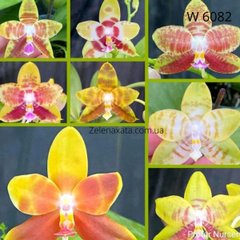 Орхидея Phalaenopsis javanica - Yaphon Gelacea * Yaphon Yellow Story W 6082  размер 1.7