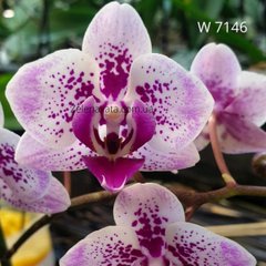 Орхидея Шейла Phalaenopsis Sheila W 7146 размер 1.7