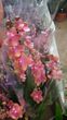 Орхидея Парфюмерная фабрика Диффузия Phalaenopsis Diffusion W 6076 горшок 9 высота 35 см