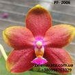 Орхидея PF- 2006 (новый тест сорт)
