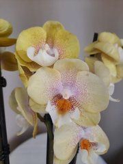 Орхидея Phal. 3 ветки 12 горшок 55 см