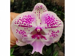 Орхидея Phalaenopsis NO NAME W 10043 размер 1.7, 1.7