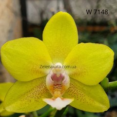 Орхидея Солнечное пламя Phalaenopsis Solar flame W 7148 размер 1.7