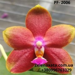 Орхидея PF- 2006 (новый тест сорт)