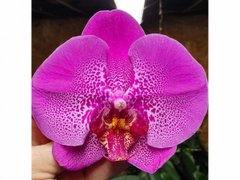 Орхидея Phalaenopsis NO NAME W 10044 размер 1.7, 120