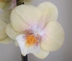 Орхидея Phal. 1 ветка 12 горшок 55 см