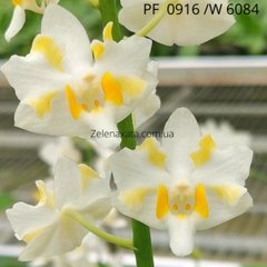 Орхідея Білий кристал Phalaenopsis White crystal W 6084 (15/20 шт) PF-0916 фласка колба
