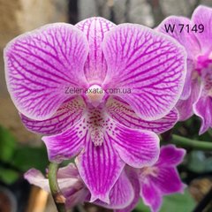 Орхидея Танцевальная легенда Phalaenopsis Dance Legend W 7149 размер 1.7