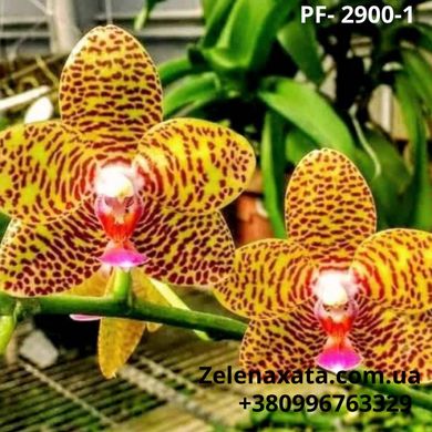 Фаленопсис Сого Эрик Phalaenopsis Sogo Eric