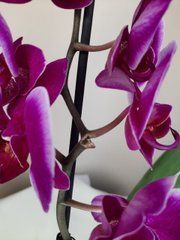 Орхидея Phal. 1 ветка 12 горшок 55 см
