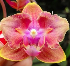 Орхидея Phalaenopsis NO NAME W 10042 размер 1.7, 1.7