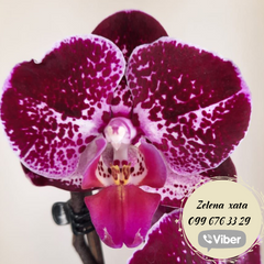 Орхідея Phal. 1 гілка 12 горщик 55 см