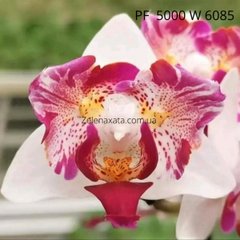 Орхідея метелик Рожевий фламінго Phalaenopsis Pink flamingo W 6085 (15/20 шт ) PF-5000 фласка колба