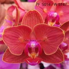 Орхидея бабочка Огненный опал Phalaenopsis Fire opal W 5147 (ФЛАСКА 15/20 шт ) PF-5014