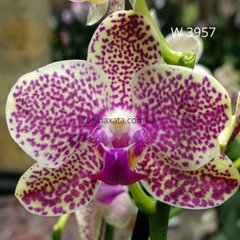 Орхидея Вивиана Phalaenopsis  Viviana W 3957 размер 1.7
