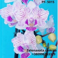 Орхидея бабочка PF- 5015 (новый тест сорт)