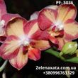 Орхидея Tying Shin Smart  Фаленопсис Тайнг Шин Смарт