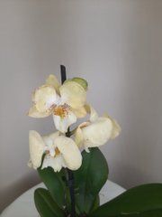 Орхидея Phal. 1 ветка 12 горшок 55 см