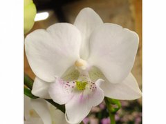Орхидея Phalaenopsis NO NAME 3628 размер 1.7, 1.7