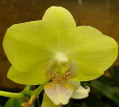 Орхидея Phalaenopsis NO NAME 10040 размер 1.7, 1.7
