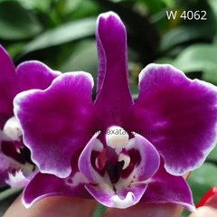 Орхидея Кранберри Ча Ча Phalaenopsis Cranberry Cha Cha W 4062 размер 1.7