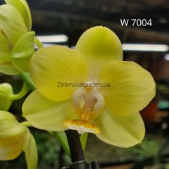 Орхидея Лучик солнца Phalaenopsis Sun beam W 7004 Phal. горшок 1.7