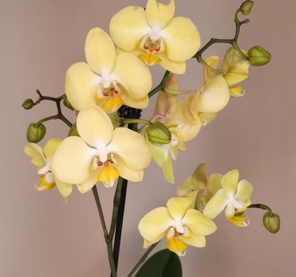 Орхидея Phal. 2 ветки 12 горшок 55 см