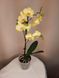 Орхидея Phal. 2 ветки 12 горшок 55 см