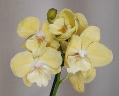 Орхидея Phal. 1 ветка 12 горшок 55 см
