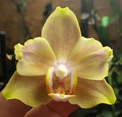 Орхидея Phalaenopsis NO NAME 100039 размер 1.7, 1.7