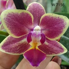 Орхидея Кира Phalaenopsis Kyra W 7156 размер 1.7