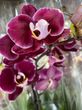 Орхидея микс Phalaenopsis Mix W 4018 горшок 12 высота 45 см