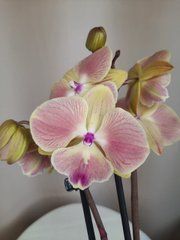 Орхидея Phal. 1 ветка 12 горшок 55 см