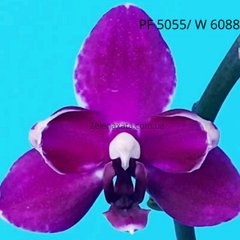 Орхидея бабочка Пурпуровый зефир  Phalaenopsis Purple marshmallow W 6088 (15/20 шт ) PF-5055 фласка колба