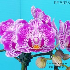 Орхідея метелик Pink pearl розмір 1.7