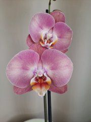 Орхидея Phal. 1 ветка 12 горшок 65 см