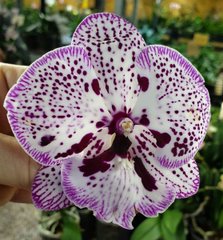 Орхидея не цветущая W 5085 Phal. горшок 1.7, 1.7